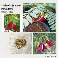ราคา แคแดง เมล็ดพันธ์ุแคแดง ต้นแคแดง ปลอดสารเคมี 100% (6355297613)