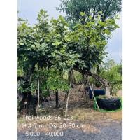 ราคา ต้นทองกวาวเอน ไม้มงคล ไม้ล้อม (25287073172)