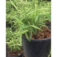 ราคา ต้นไผ่เงิน ต้นไผ่แมว แมวชอบทาน​ หญ้าไผ่แมว เหมาะสำหรับแมว สุนัข กระต่ายกระถาง6นิ้ว (11412356664)