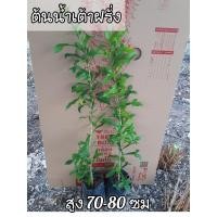 ราคา ต้นน้ำเต้าฝรั่งไม้ประดับ (25115320826)