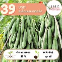 ราคา เมล็ดมะละกอครั่ง 39 บาท 100 เมล็ด (24889175251)