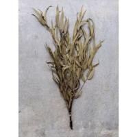 ราคา ช่อใบเมล็ดยูคาลิปตัสแห้งสำหรับงานแต่งโฮมออฟฟิต1ชุด10กิ่ง (26382824257)