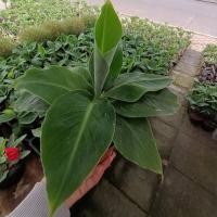 ราคา ต้นกล้วยหอมแคระ กล้วยแคระ สามารถปลูกในกระถางได้ ลำต้นสูง 20-30 ซม กระถาง 6 นิ้ว (15546055730)