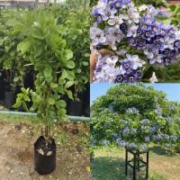 ราคา ต้นแก้วเจ้าจอม 4+6ใบ กิ่งตอนสูง70-80ซม. เป็นไม้มงคลเสริมโชคบารมี (26182149804)