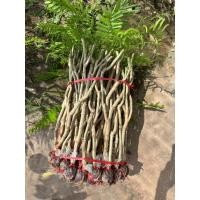 ราคา กิ่งชะอม(กิ่งตอน)(ชุด 5 กิ่ง) (19394554449)