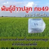 ราคา พันธุ์ข้าวปลูก กข49 เมล็ดพันธุ์ ข้าวปลูก กข49 เมล็ดพันธุ์ข้าว พันธุ์ข้าว กข.49 ให้ผลผลิตดี (5 กิโล) (14581291549)