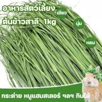 ราคา 1kg WheatGrassHay วีทกลาส หญ้าแมว ต้นข้าวสาลีอบลมร้อน หญ้ากระต่าย หนูแกสบี้ ชินชิลล่า (29572531769)