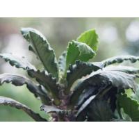 ราคา ยูโฟเบีย/ไดโนเสาร์ใบหยัก กระบองเพชร ใส่กระถาง 3 นิ้ว ให้หน่อแล้ว (7443885318)