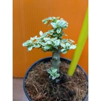 ราคา บอนไซ เพรมน่าด่าง ไต้หวัน ขนาดกระถาง 3 นิ้ว (3073884499)