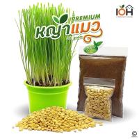 ราคา IOH หญ้าแมว ชุดปลูกหญ้าแมว ครบชุดพร้อมปลูก ขนาด 30g (พร้อมส่ง) (1579319491)