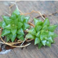 ราคา Haworthia / ฮาโวเทีย (852061761)