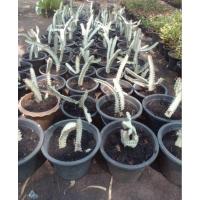 ราคา ต้นยูโฟเบีย แลคเทีย Euphorbia lactea ไม้มงคล ไม้อวบน้ำ (25540112837)