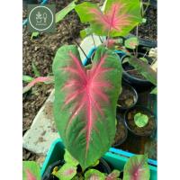 ราคา ช้างเผือกใบบัว บอนคู่บ้านคู่เมือง [ ไซร์ต้นตามภาพ ] (16203265092)