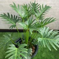 ราคา ฟิโลเดนดรอน ซานาดู ต้นไม้ฟอกอากาศ (7632362347)