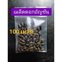 ราคา เมล็ดพันธุ์ดอกอัญชัน100เมล็ด/20บาท อัญชัน 5กลีบซ้อน5ชั้น เมล็ดดอกอัญชัน 20บาท (3281677674)