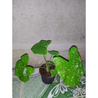 ราคา บอนสี สาวน้อยประแป้ง กระถาง 4 นิ้ว (3094553193)