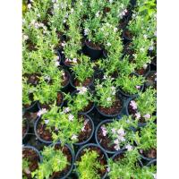 ราคา ต้นนีออนฟิลิปปินส์ ในกระถาง5.5นิ้ว (ต้นเดียวก็ส่งนะครับ) (23183688963)