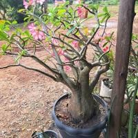 ราคา ต้นชวนชม ราชินีพันดอก กิ่งปักชำ ต้นขนาด 10-15 cm. จัดส่งแบบถอนต้นล้างรากให้ (22687596985)