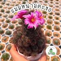 ราคา A Little cactus| แคคตัส กระบองเพชร แมมหนามตะขอ (24141068262)