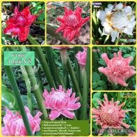 ราคา ต้นดาหลา ดาหลา ดอกดาหลา (5322906778)