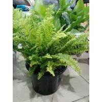 ราคา เฟิร์นบอสตัน กระถาง6นิ้ว (26116287620)