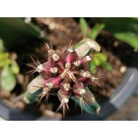 ราคา พิงค์​ได​มอนด์​ ไม้กราฟ 1 ต้น Pink​ Diamond​ Cactus แคคตัส กระบองเพชร ไม้อวบน้ำ ไม้กราฟ ราคาถูก Gymno (8365398572)