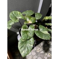 ราคา เสน่ห์จันทร์ประกายดาวไซส์แม่พันธุ์ (18607944872)