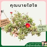 ราคา ต้นคุณนายไฮโซ คุณนายไฮโซ คุณนายไฮโซด่าง คุณนายตื่นสายด่าง กระถาง 5 นิ้ว ไม้แดด ดอกสีสันสดใส (17954653044)