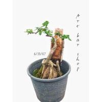 ราคา บอนไซเพรมน่าเกาะหินโครงสร้างสวยไม้มีอายุ (29363356191)