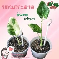 ราคา บอนกระดาดด่าง บอนกระดาด ด่างสวย ต้นใหญ่แข็งแรง ต้นบอนกระดาด บอนกระดาษ (13744446791)