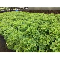 ราคา เมล็ดผักสลัดกรีนโอ๊ค (Green Oak) แบบเคลือบ Enza Zaden กระป๋อง 1,000 เมล็ด (7026871124)