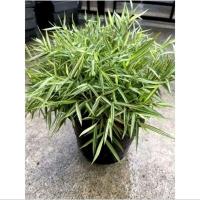 ราคา หญ้าแมว ไผ่เงิน ไผ่แมว กระถาง 6 นิ้ว ไผ่เงิน หญ้าหมา สุนัข หนูแกสบี้ หมาแมวกินได้ ใบเขียวสด ใบสวย ปลอดโรค ต้นแข็งแรง (29510221838)