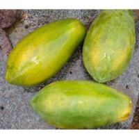 ราคา มะละกอ 10 เมล็ด ต้นไม้ ต้นผลไม้ ต้นพันธุ์ผลไม้ ไม้ประดับ สวนผลไม้ ปลูกง่าย สามารถปลูกได้ทั่วประเทศไทย plants เมล็ด (12443911088)