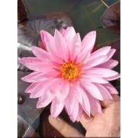 ราคา บัวฝรั่งชื่อกะรัต(ดอกดก) (25380683747)