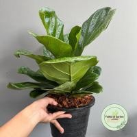 ราคา ไทรใบสักเพาะเมล็ด ใบใหญ่สวย ต้นไม้ฟอกอากาศ ต้นไทรใบสัก กระถาง 8 นิ้ว (14476269147)