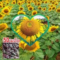 ราคา เมล็ดพันธ์ทานตะวันดอกใหญ่ (50เมล็ด) โชว์ดอก ดอกใหญ่ โตเร็วปลูกง่าย (3162871567)