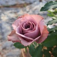 ราคา Montmartre กุหลาบพุ่ม ดอกสีม่วงพาสเทล (24501122370)