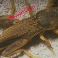 ราคา เสียงแมงจิซอนบันทึกใน USB FLASH DRIVE พร้อมใช้งาน (25011185535)