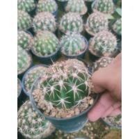 ราคา เมโล แคคตัส Melocactus กระถางใหญ่ 6นิ้ว (12747943138)