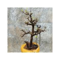 ราคา ตะโก ความสูงต้นรวมกิ่ง 34 ซม. (24358434695)