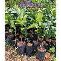 ราคา ต้นส้มโอ ทับทิมสยาม (8791650458)