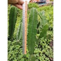 ราคา คัดตอคุณภาพดี ตอสามเหลี่ยม 11 นิ้ว ตัดสด Cactus แคคตัส กระบองเพชร ราคาถูก สามเหลี่ยม 3เหลี่ยม ตอ ตลาดตอ ตอกราฟ (11729763610)