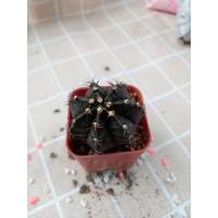 ราคา แคคตัส กระบองเพชร ยิมโน (11726822072)