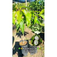 ราคา ☘️ต้นมะม่วงเบาใต้ #แบบเสียบยอด☘️ (43751155673)