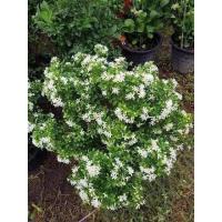 ราคา แก้วแคระพวงมณีต้นไม้มงคลกระถาง11นิ้วดอกหอมมากกกก (23148449002)