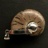 ราคา Ammonite pendant จี้ แอมโมไนต์เต็มตัว หอย แอมโมไนต์ หอยล้านปี จี้หอยแอมโมไนต์ คตหอย ใส่พกติดตัว เพิ่มพลัง แอมโมไนท์ (25685299828)