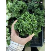 ราคา แก้วแคระมหามงคล ไม้มงคล ไม้ประดับ น่ารักมากเลี้ยงง่าย ฟอร์มสวย จัดสวนถาดได้ (18695845771)