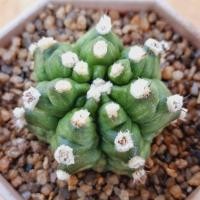 ราคา มาใหม่ ลูกT-Rex ฟอร์มประกวด แรร์ไอเทม แม่พันธุ์ (26616610206)