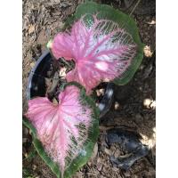 ราคา บอนสี หนุมาน บอนสี ฮกหลง (21913504299)