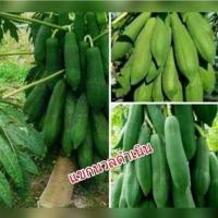 ราคา เมล็ดมะละกอ แขกนวลดำเนิน จำนวน10เมล็ด ต้นเตี้ยผลดก ส้มตำกรอบ (11448718012)